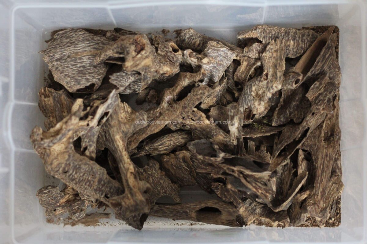 Harvested Agarwood Chips