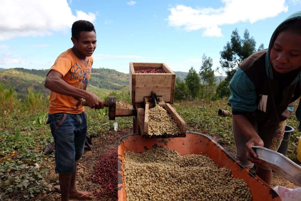 Hand-picking ripe coffee cherries