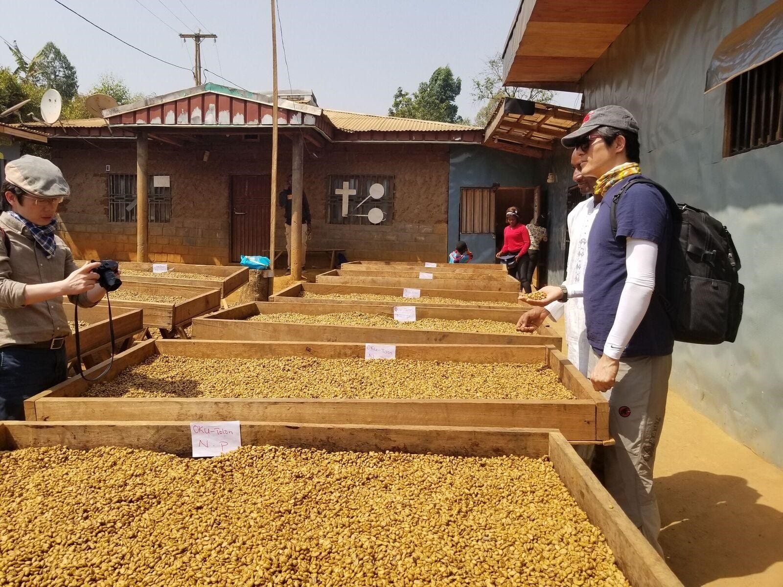 Sun-drying coffee beans