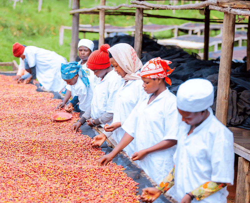 Hand-sorting green coffee beans for quality