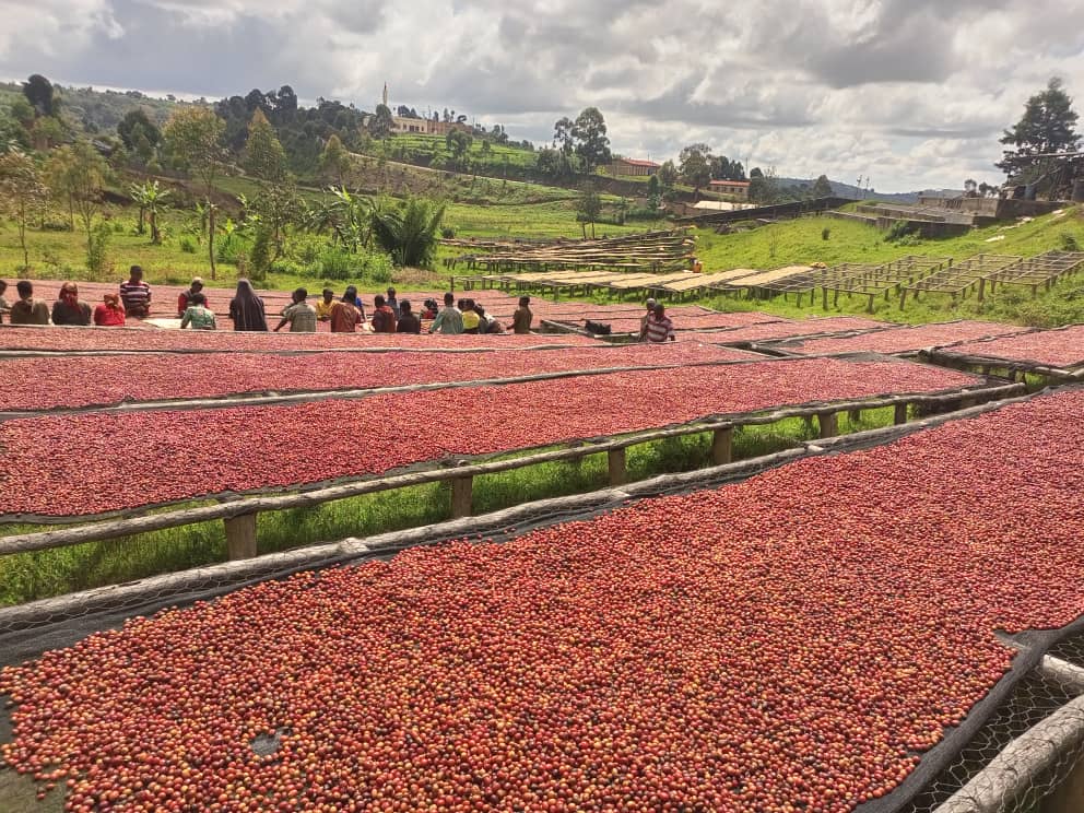 Coffee beans at the washing station
