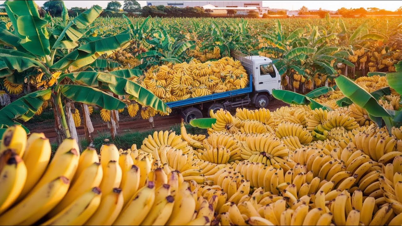 Banana Harvesting