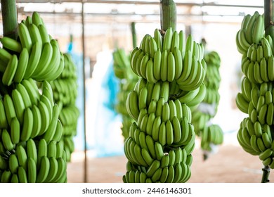 Banana Sorting