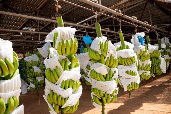 Fresh Cavendish Bananas