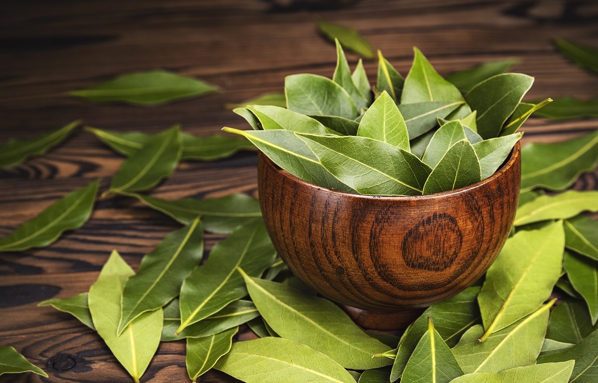 Bay leaves ready for export
