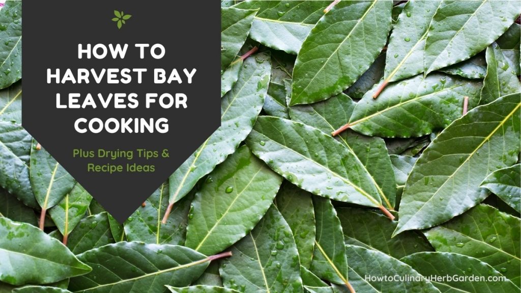 Harvesting bay leaves
