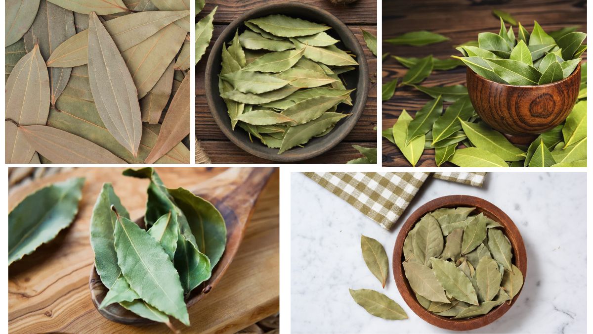 Quality inspection of bay leaves