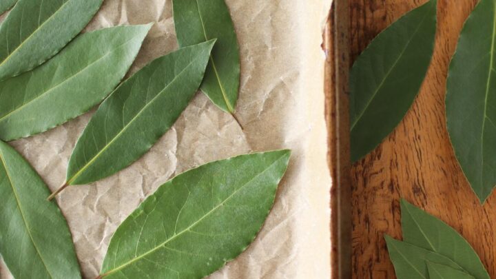 Hand-sorting bay leaves