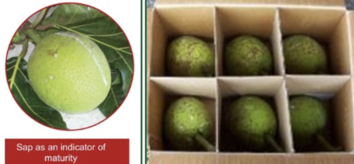 Harvesting breadfruit