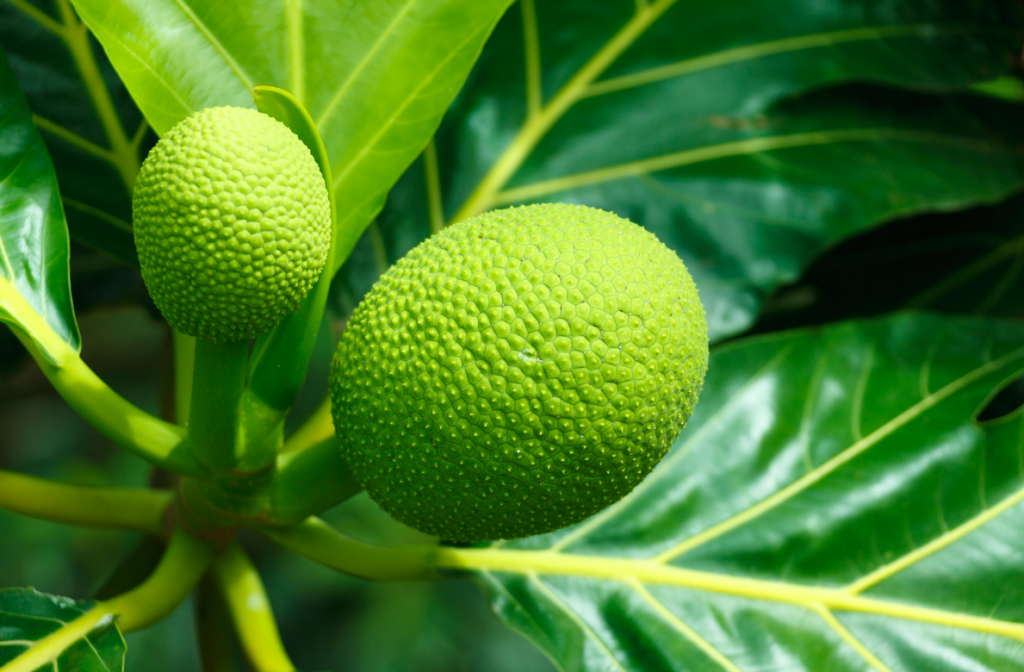 Breadfruit packaged for export