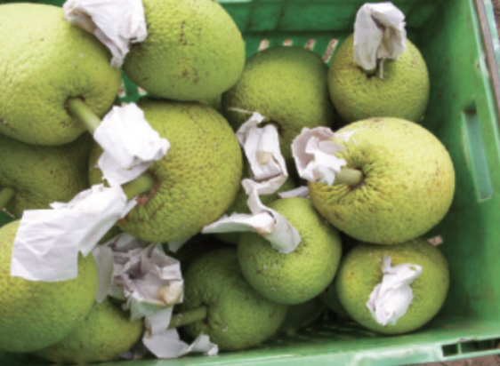 Processing breadfruit