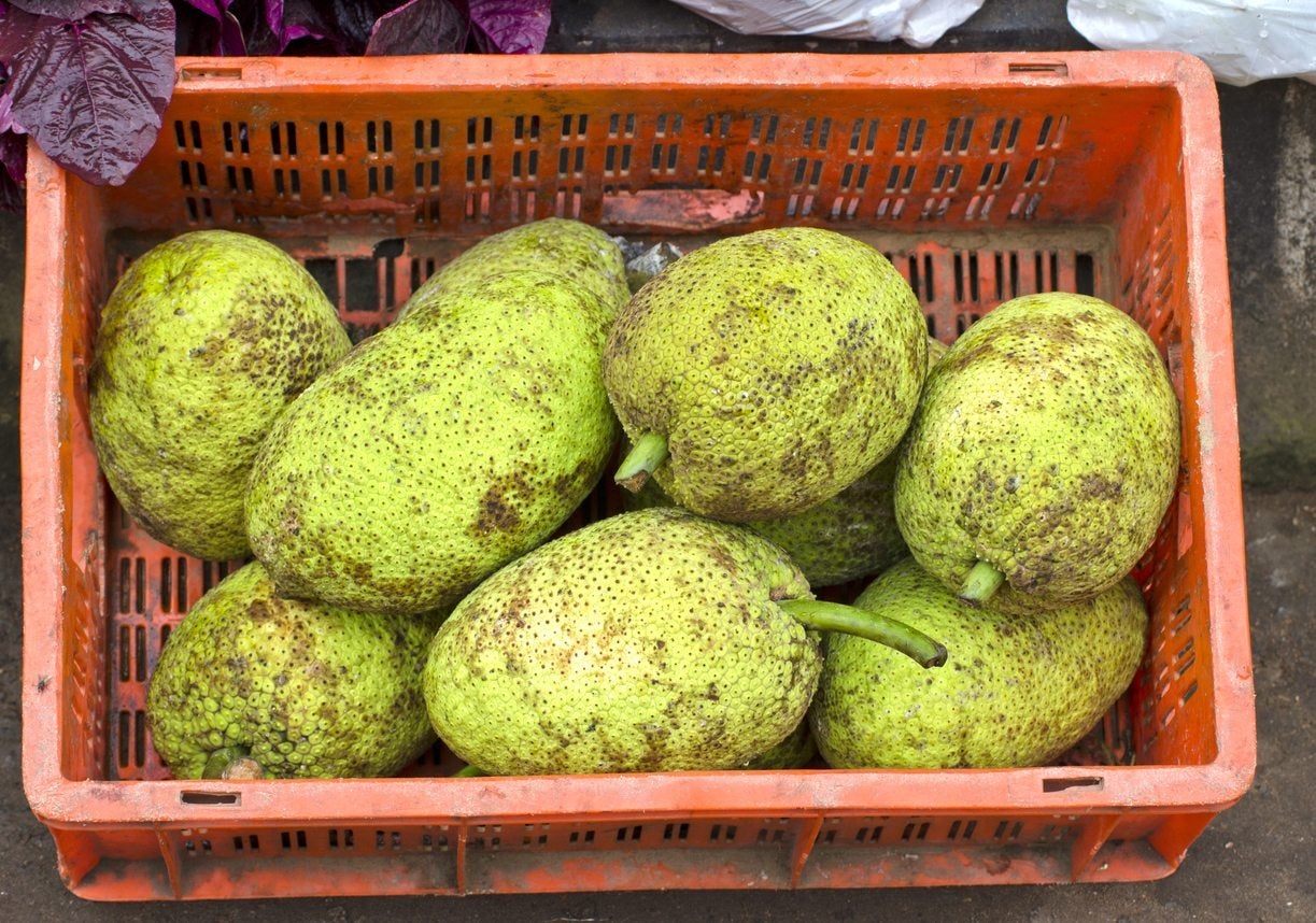 Sliced breadfruit ready for packaging