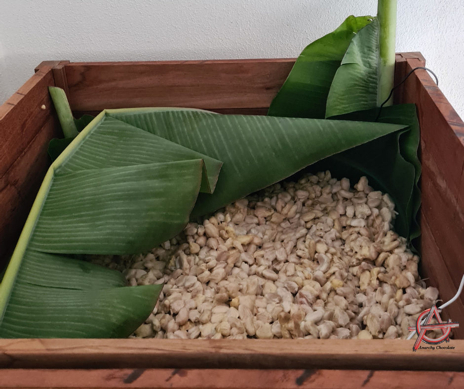 Sorting high-quality cacao beans