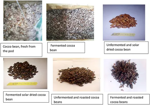 Drying cacao beans