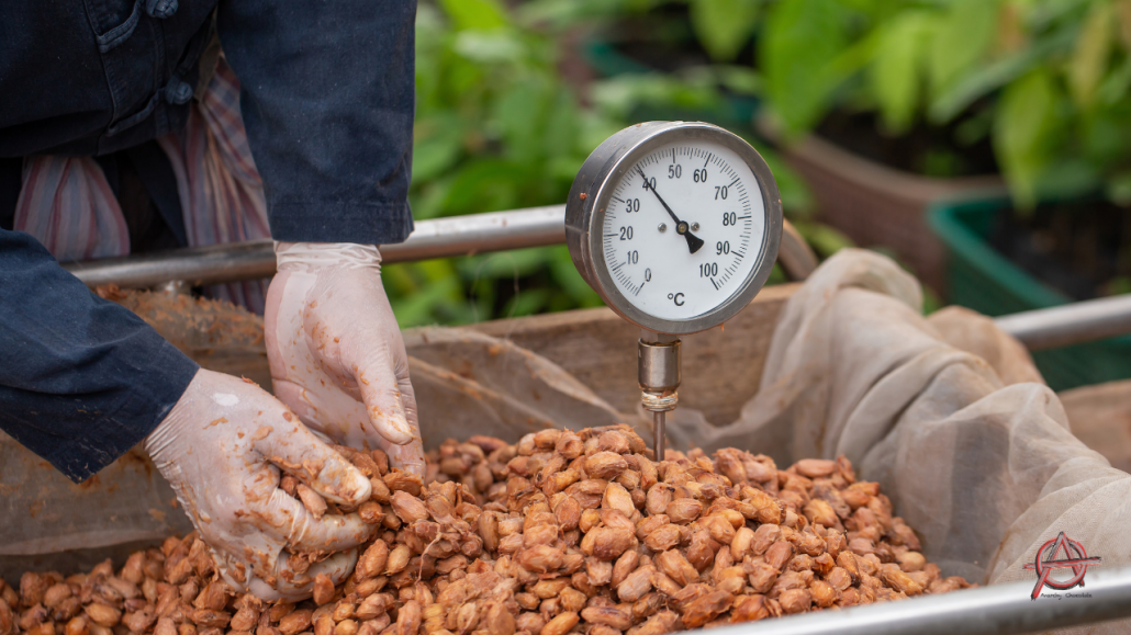 Fermenting cacao beans