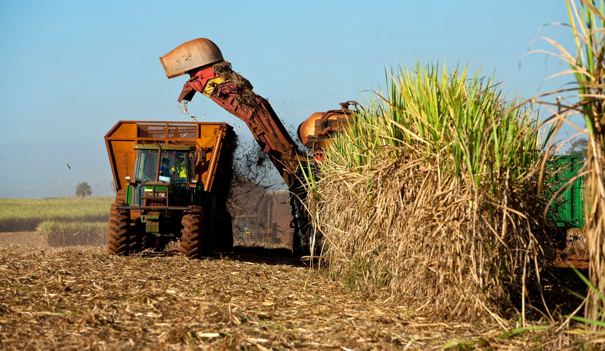 Harvesting sugarcane