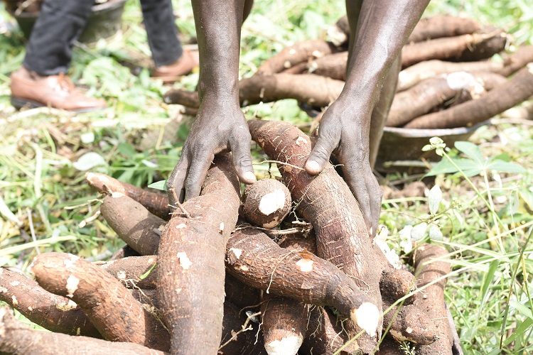 Fresh Cassava Roots