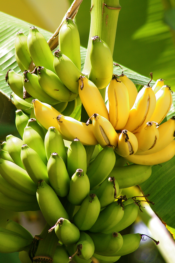 Harvesting bananas