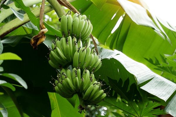 Packaging bananas for export
