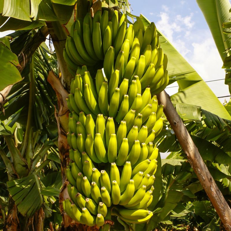 Banana shipment loading