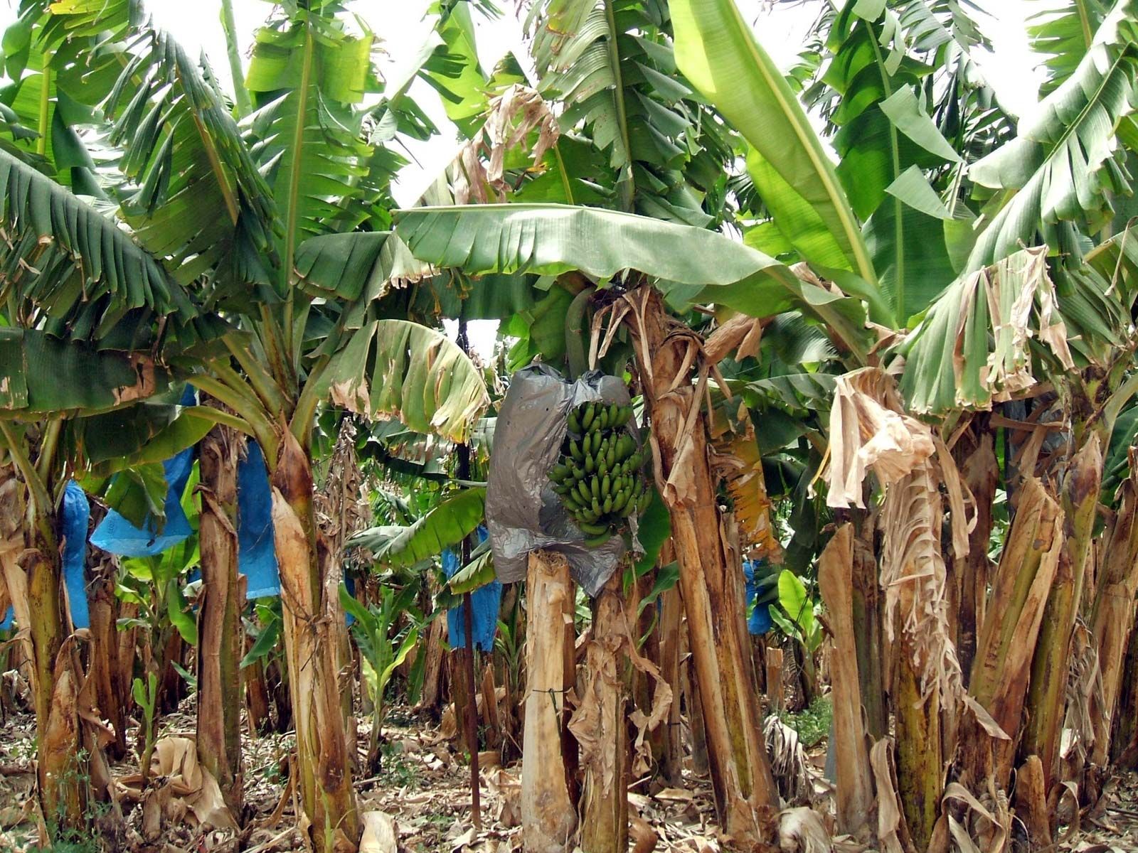 Sorting bananas