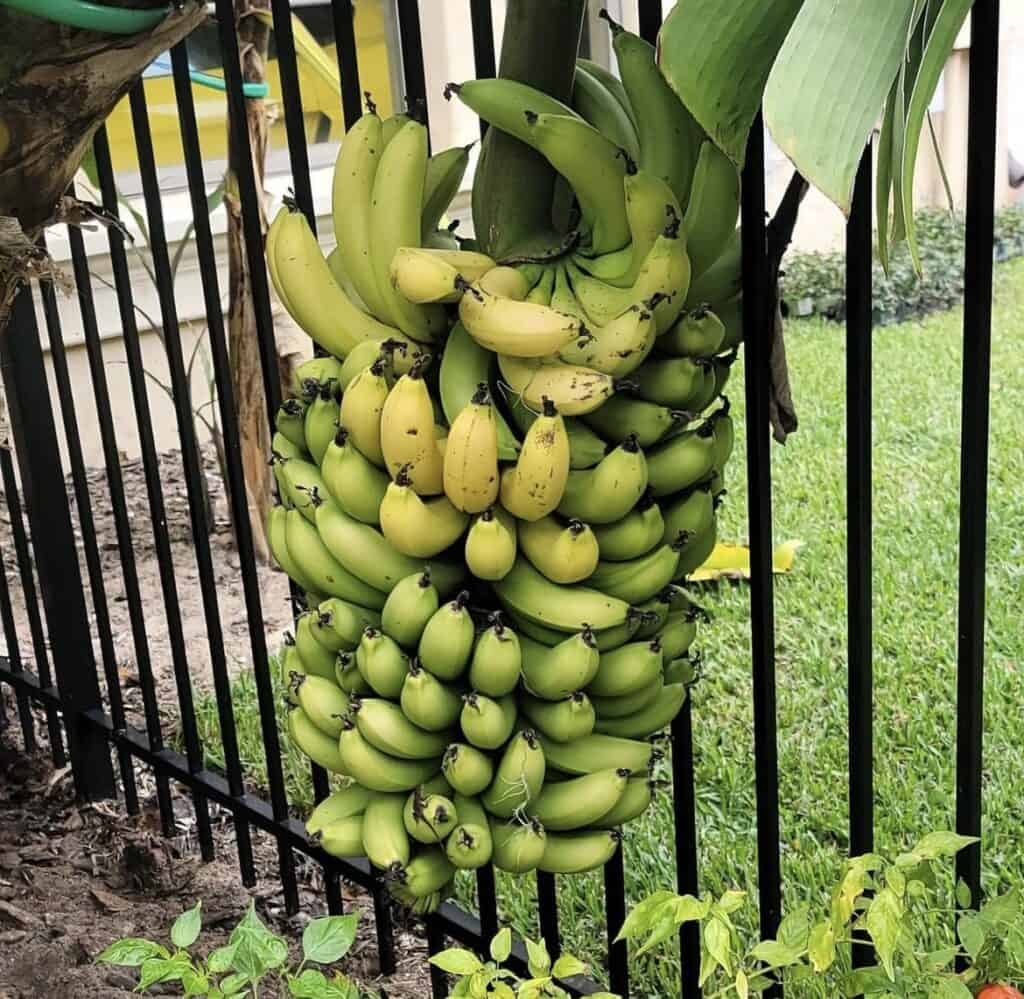 Packed Cavendish Bananas for Export
