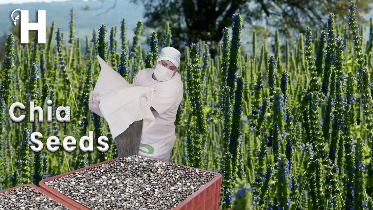 Harvesting chia seeds