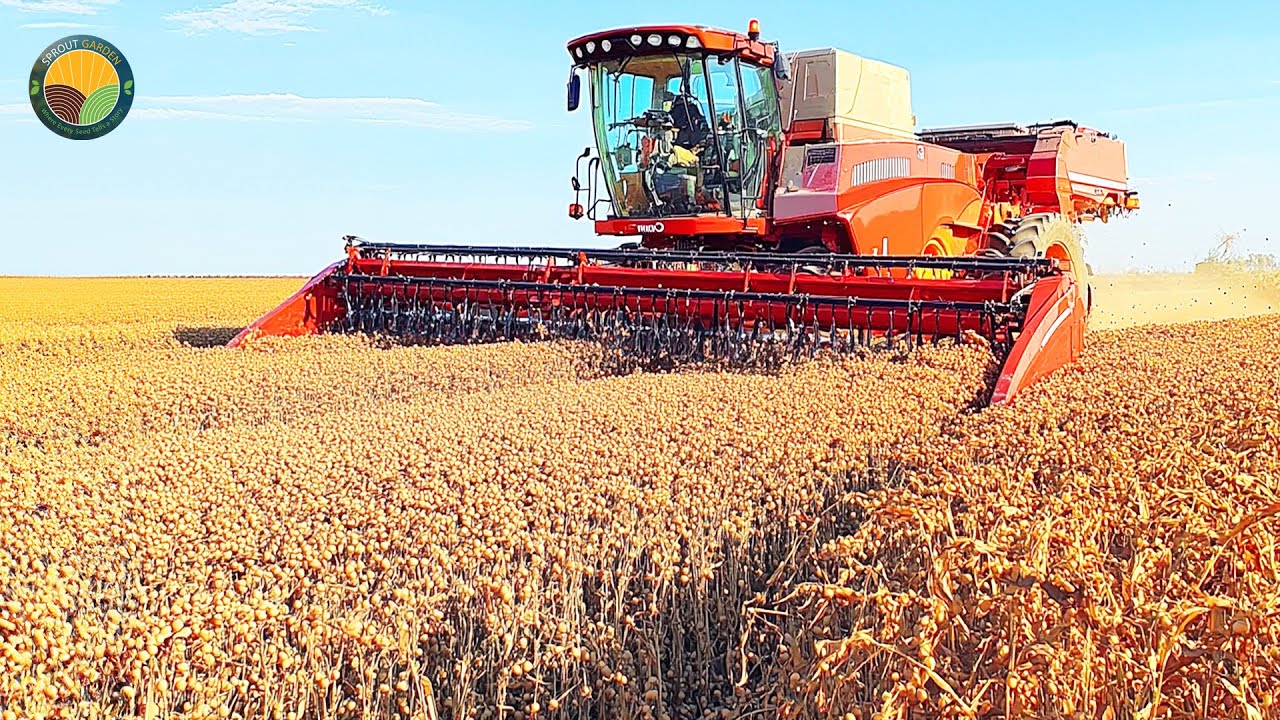 Harvesting chickpeas