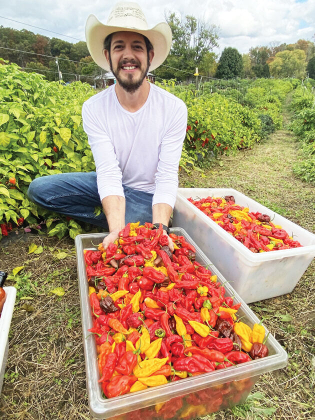 Harvesting fresh chilies