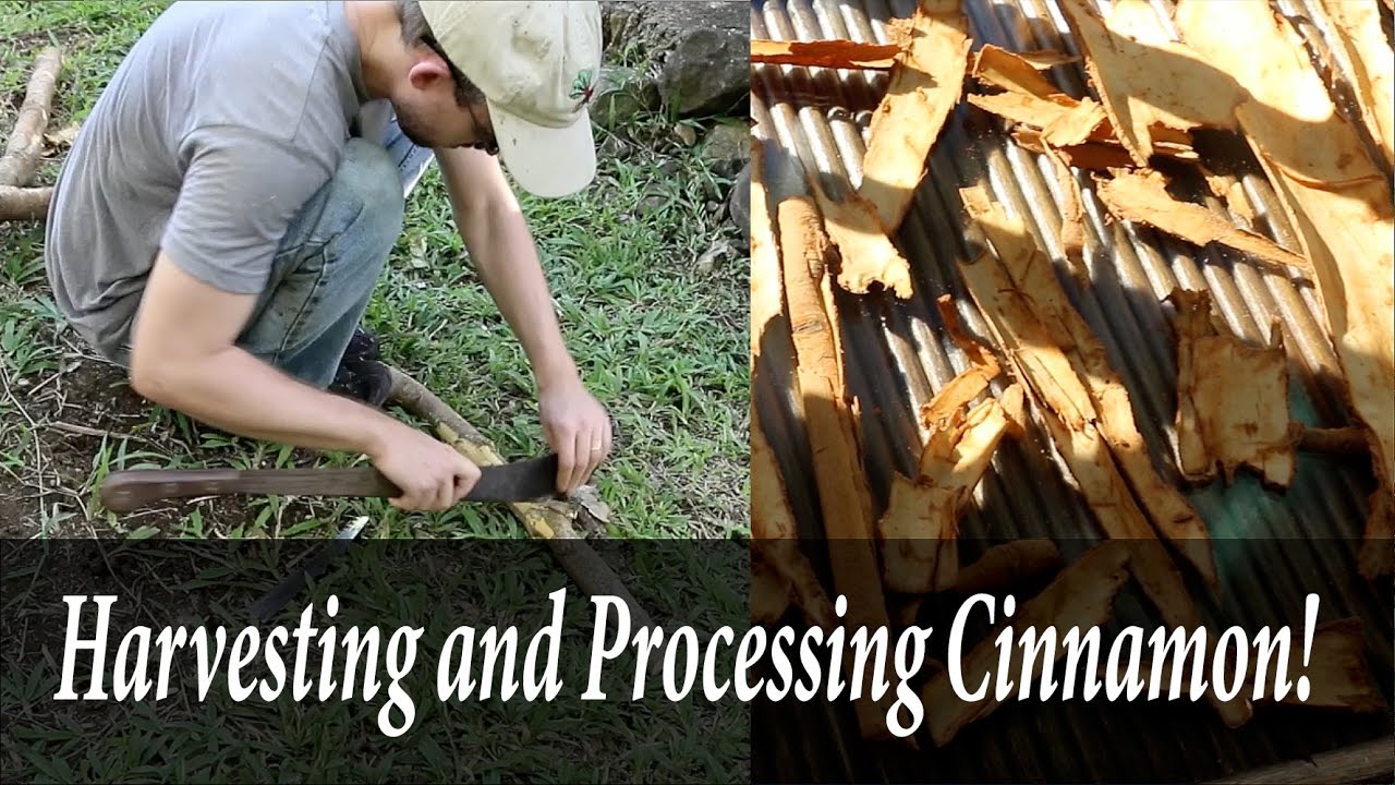 Harvesting cinnamon bark