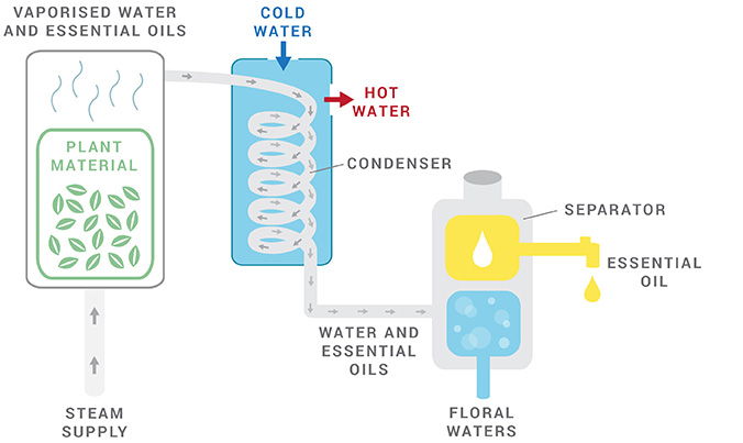 Steam distillation of citronella