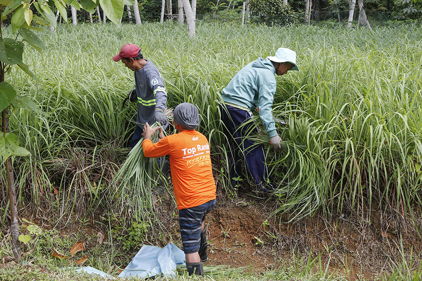 Harvesting citronella grass
