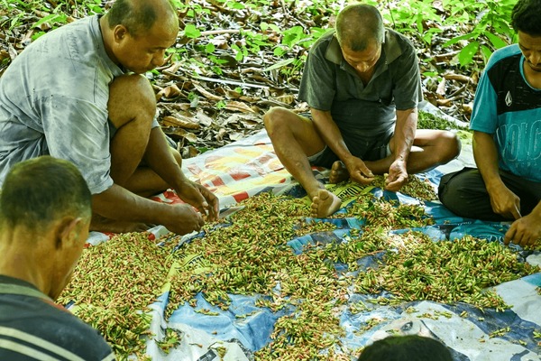 Harvesting cloves