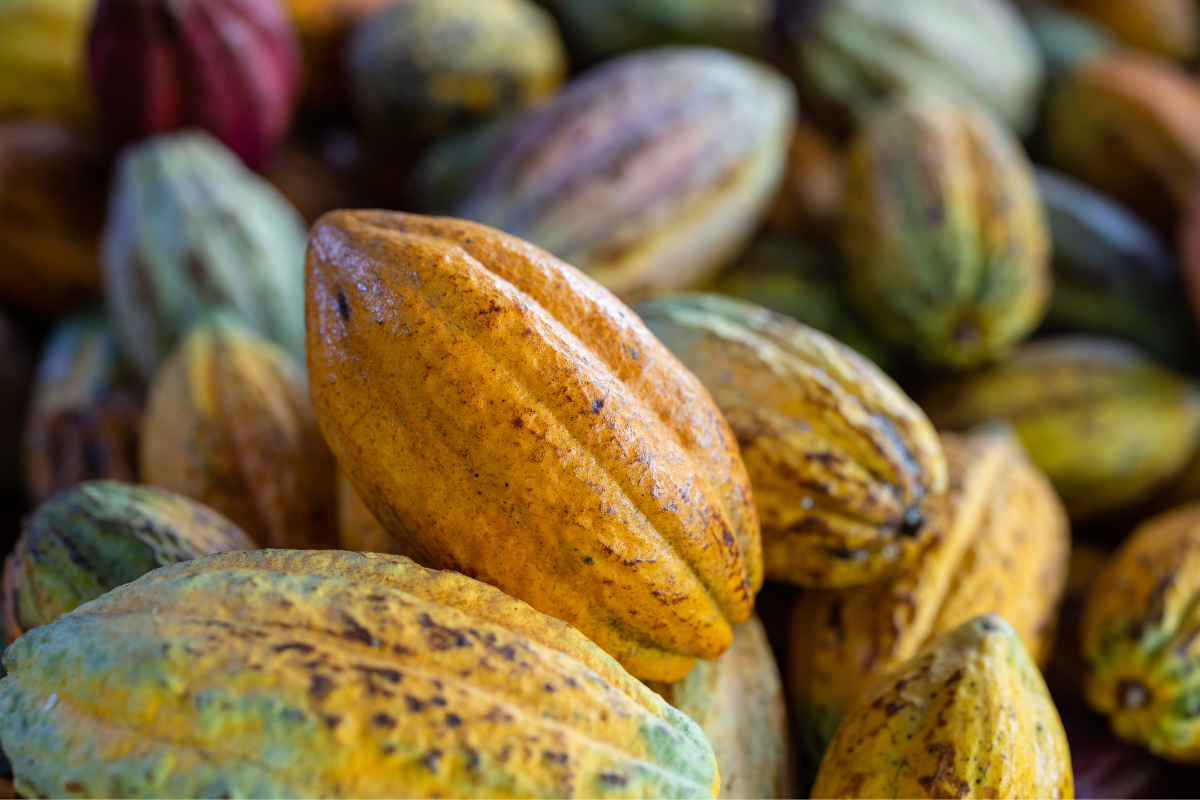 Kebun Kakao