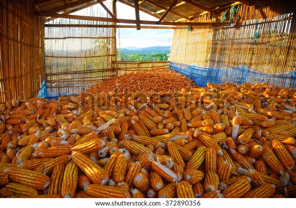 Drying corn kernels