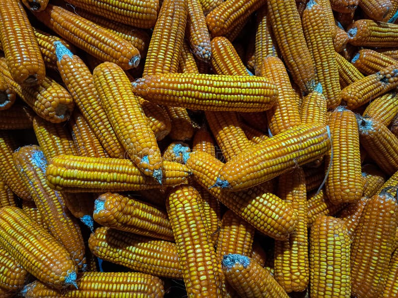 Corn kernels ready for export