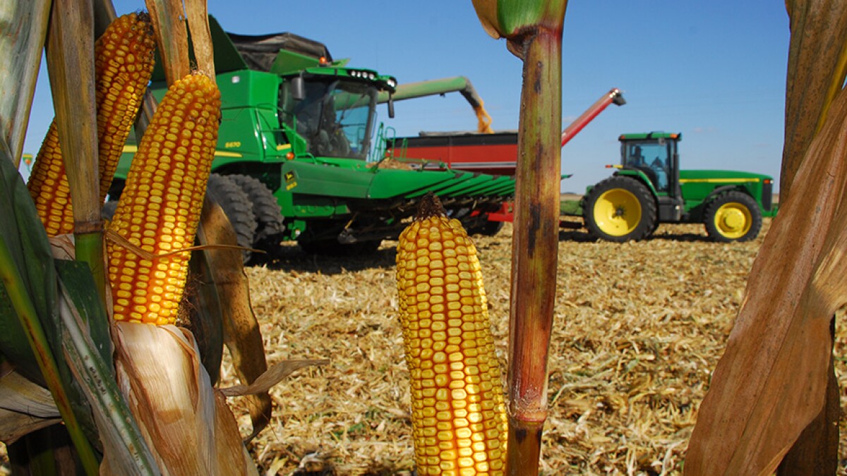 Quality control for corn kernels