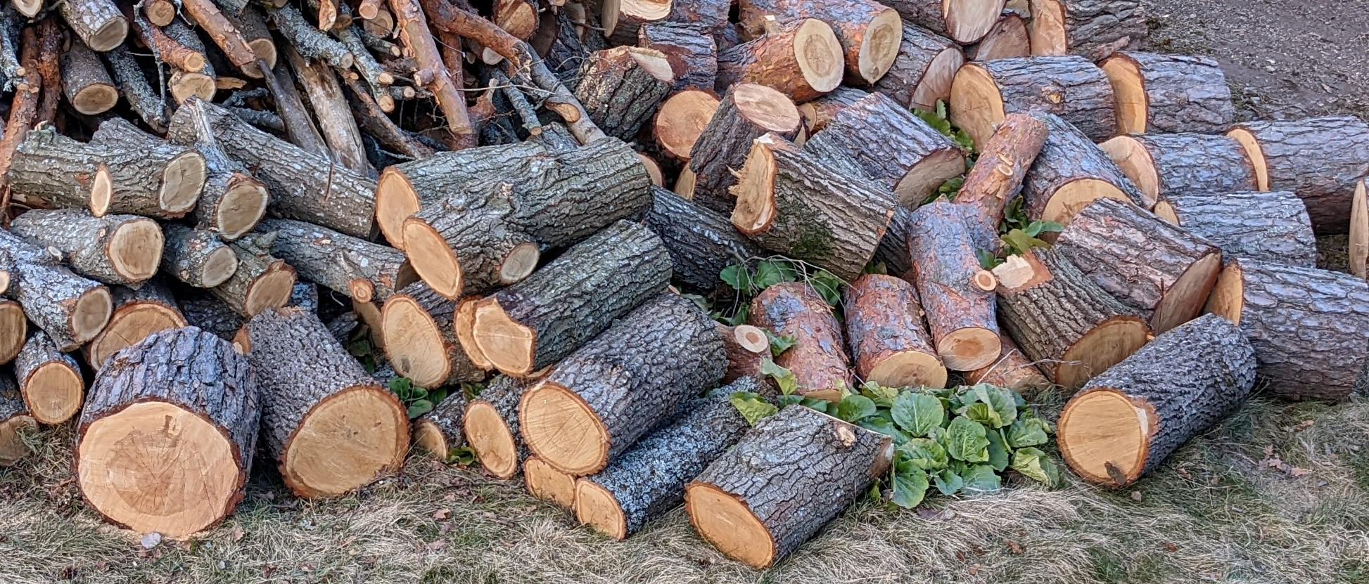 Harvesting exotic wood