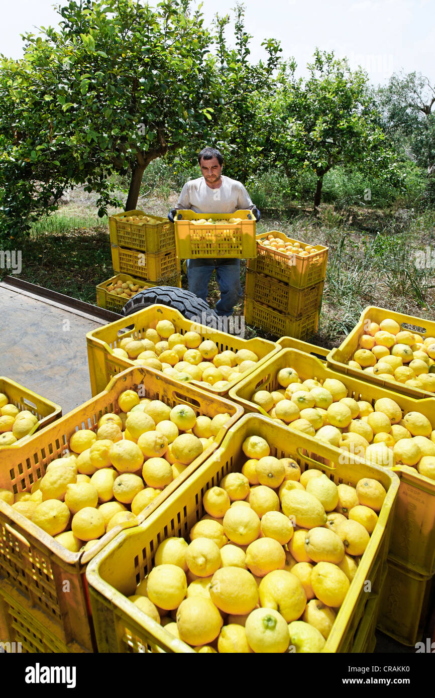 Harvesting fresh lemons