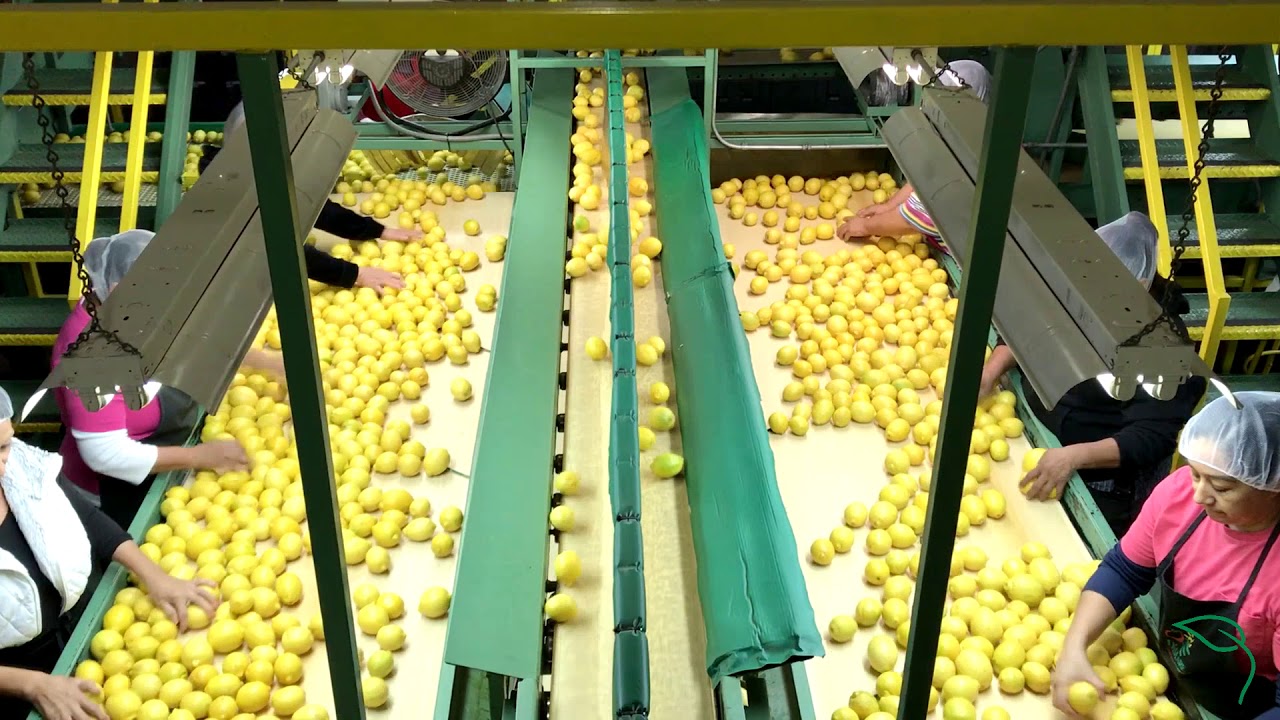 Processing lemons