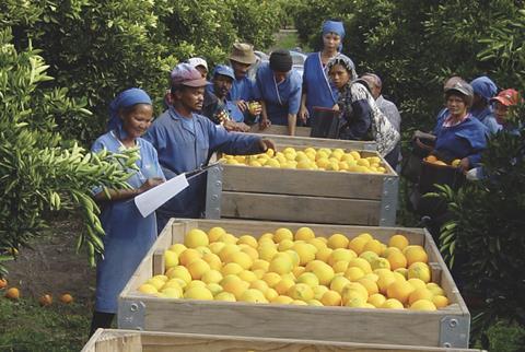 Sorting lemons by size