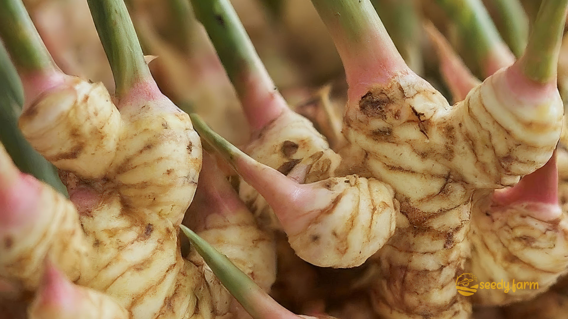 Galangal on the farm