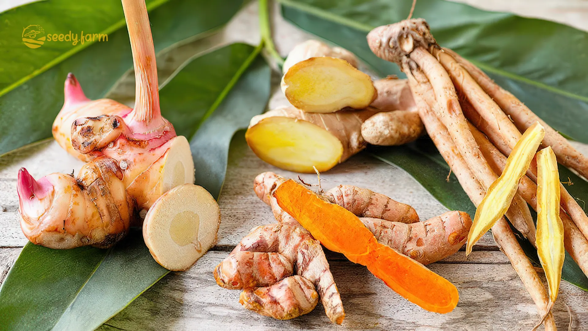 Packaging galangal