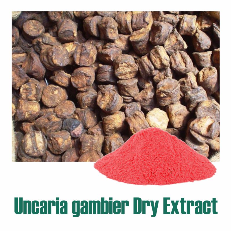 Gambier Extract Fine Powder