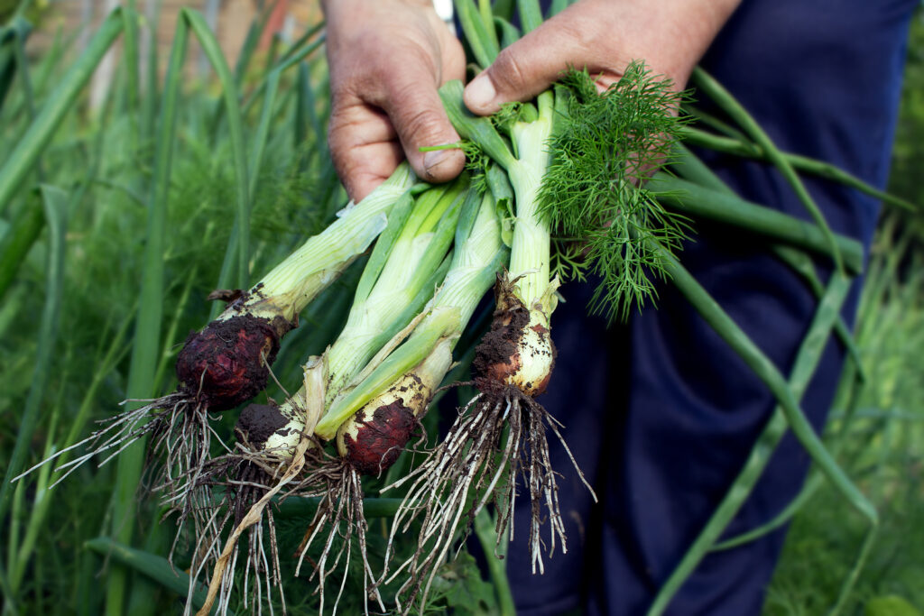 Green onions ready for export