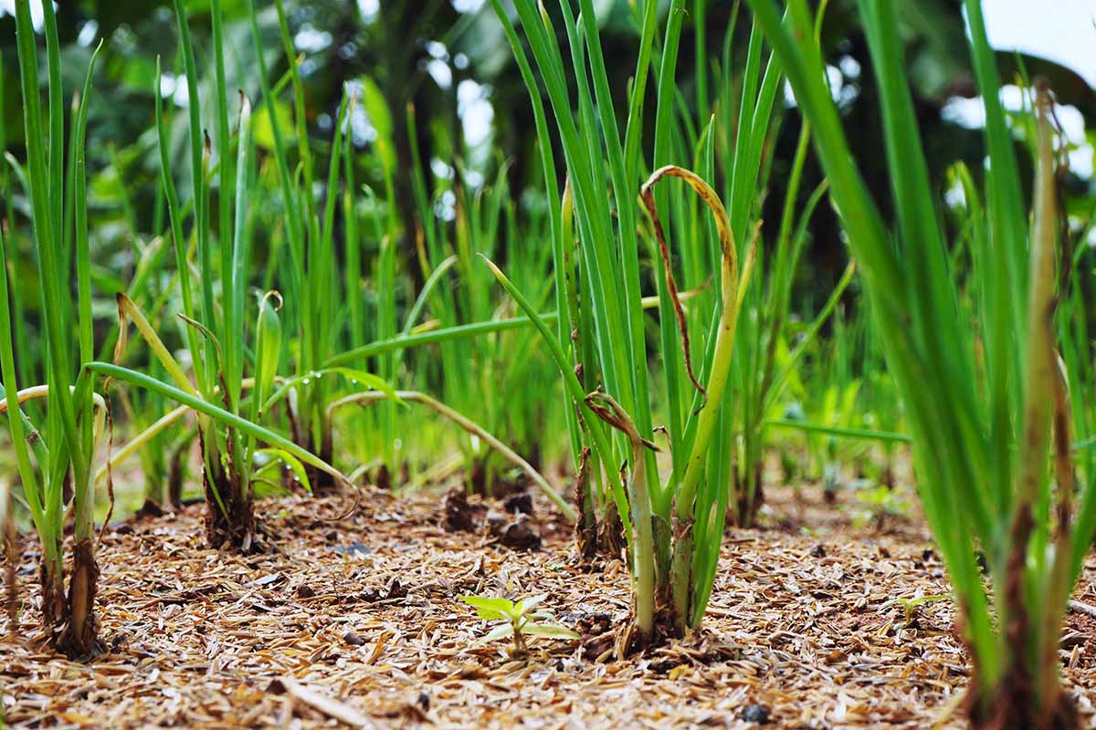 Harvesting green onions