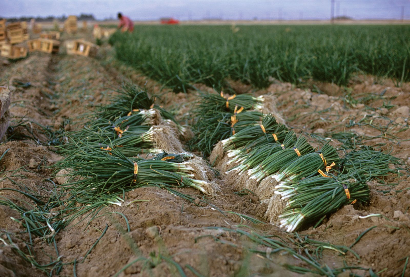 Loading green onions for shipment