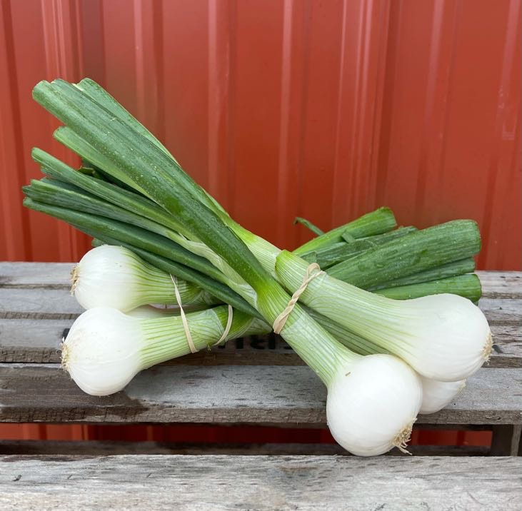 Fresh Green Onions