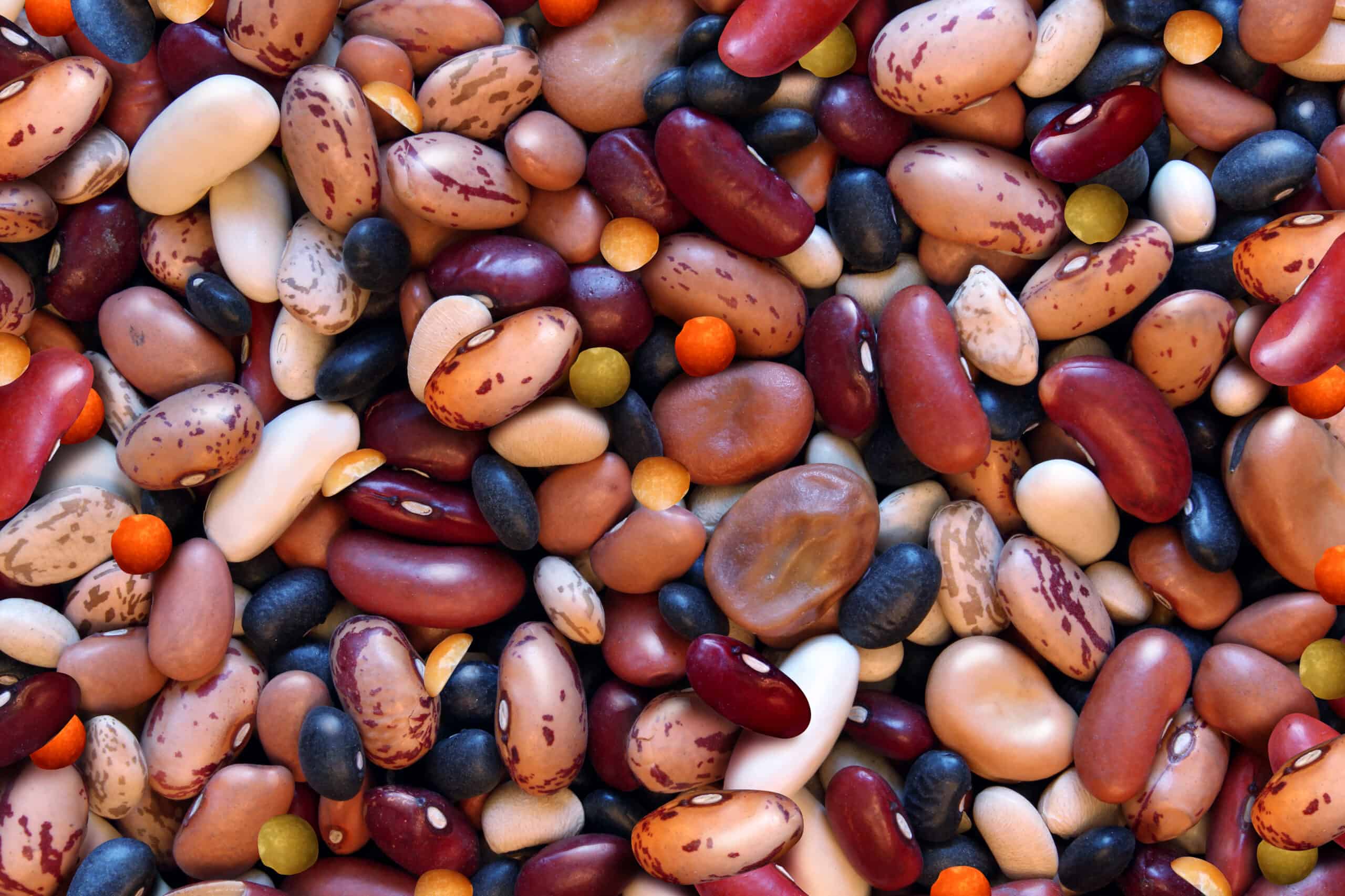 Drying kidney beans
