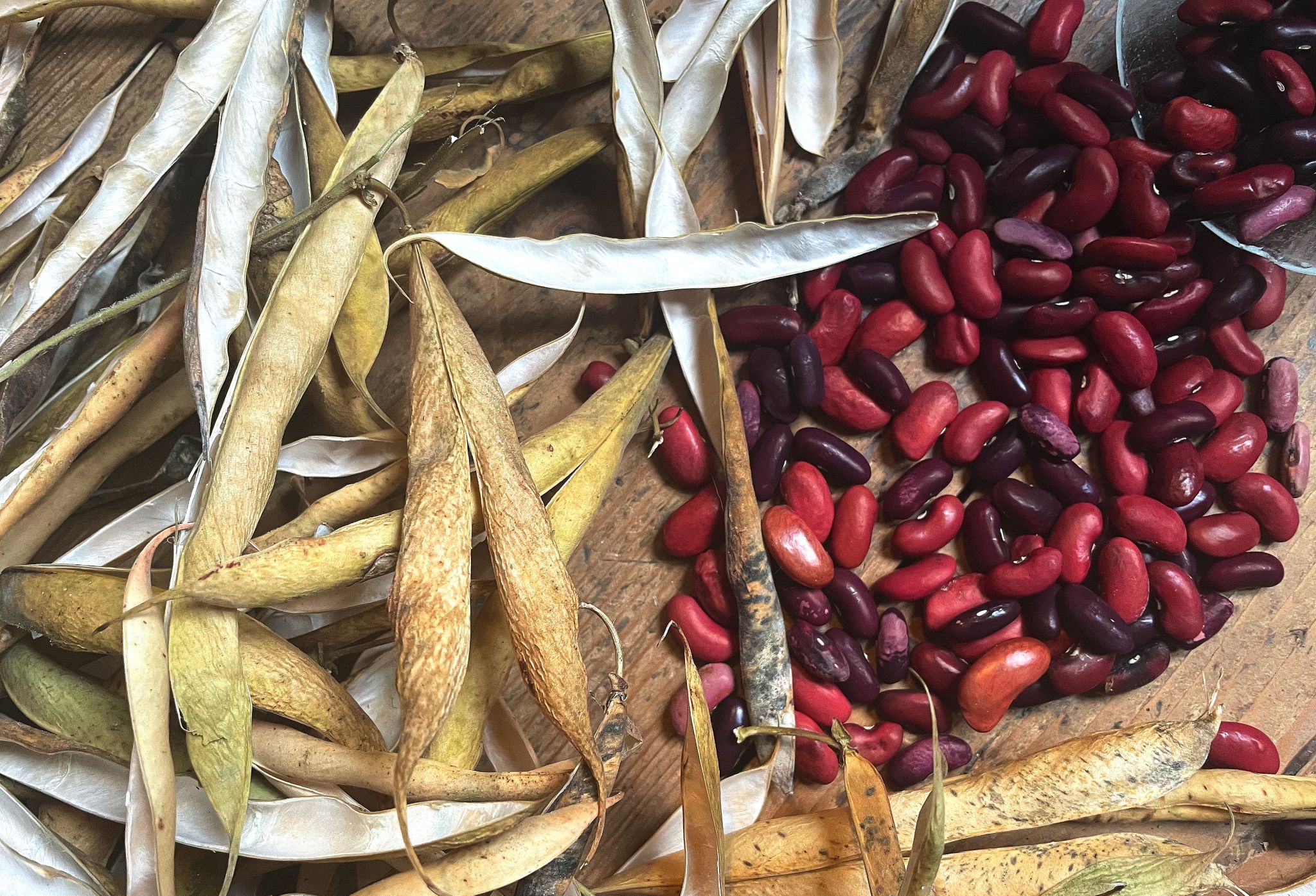 Harvesting kidney beans